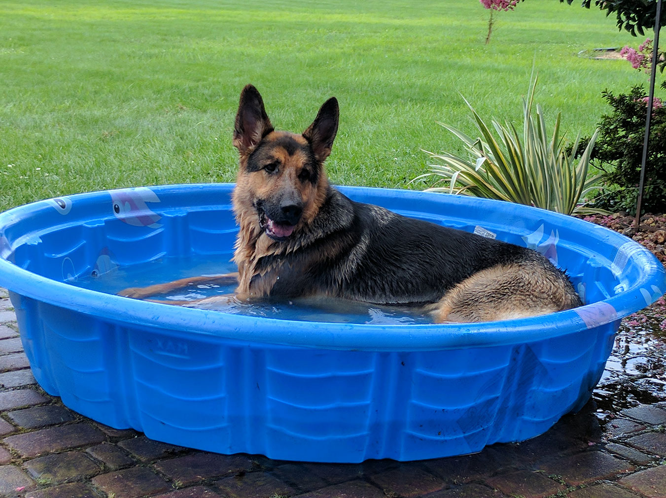 Bedminster Canine Kamp – Pet Day Care and Boarding – Bedminster Canine Kamp