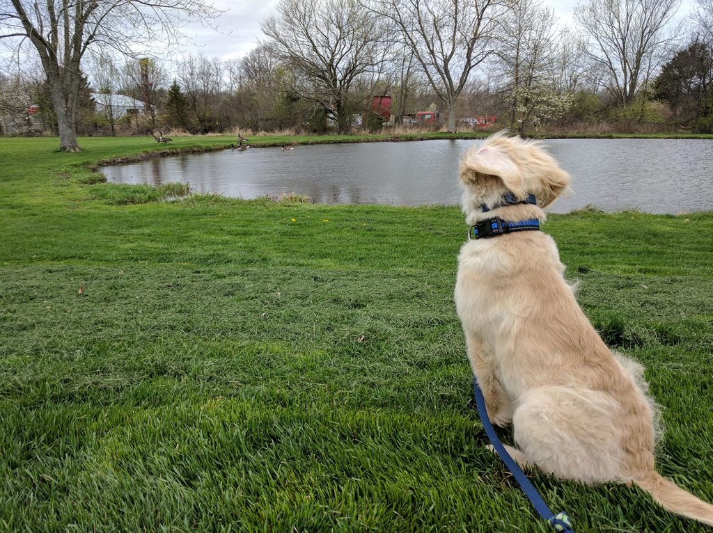 Bedminster Canine Kamp – Pet Day Care and Boarding – Bedminster Canine Kamp